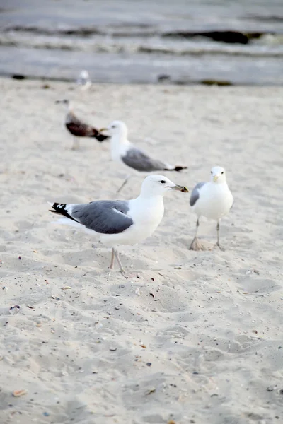 Gaviotas — Foto de Stock