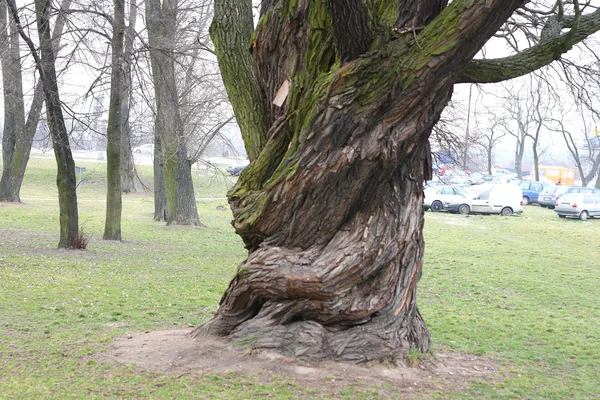 Wielkie, stare drzewo — Zdjęcie stockowe