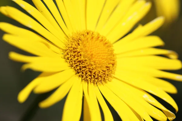 Yellow daisy — Stock Photo, Image