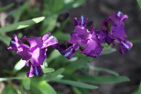 Belle violette — Photo