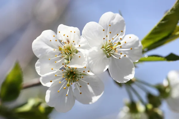 Cereza de flor — Foto de Stock