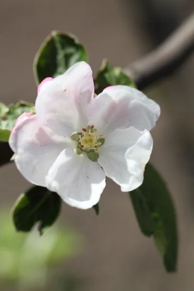 Flor — Fotografia de Stock