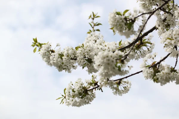 Cereja de flor — Fotografia de Stock