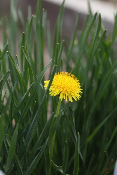 Paardebloem — Stockfoto