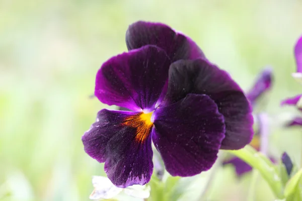 Pansies. — Fotografia de Stock