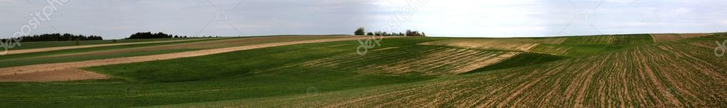  wheat field