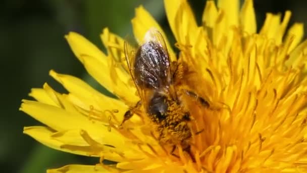 Abeja en diente de león — Vídeos de Stock