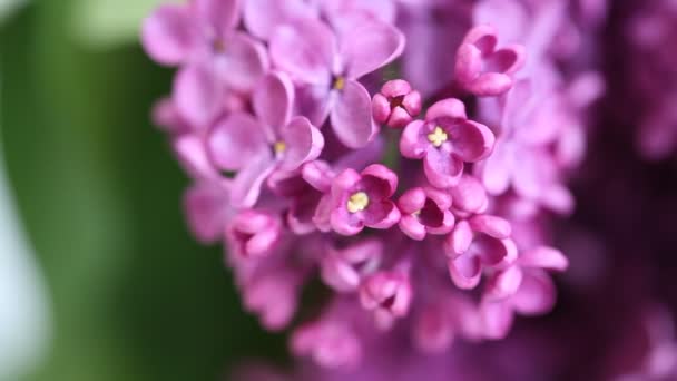 Un bouquet de lilas — Video