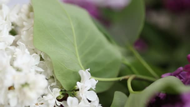 Lilac และสีขาว — วีดีโอสต็อก
