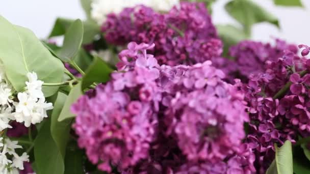 Lilas et blanc — Video