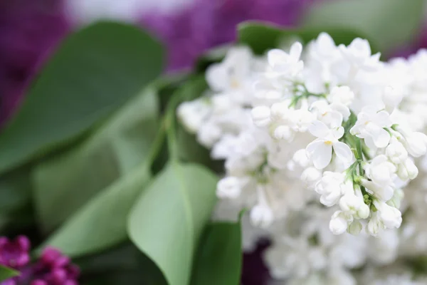 Lilac flowers — Stock Photo, Image