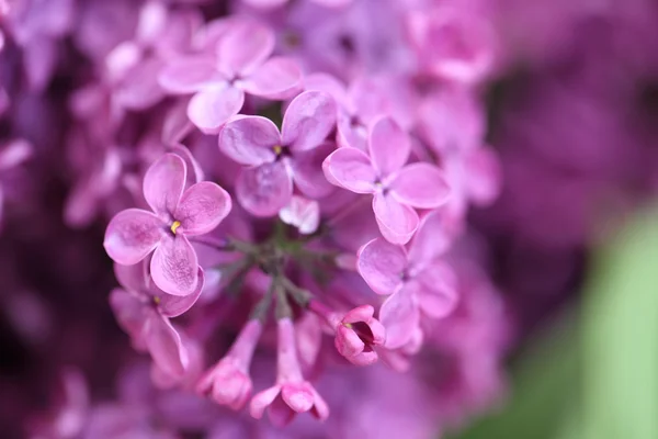 Květy — Stock fotografie