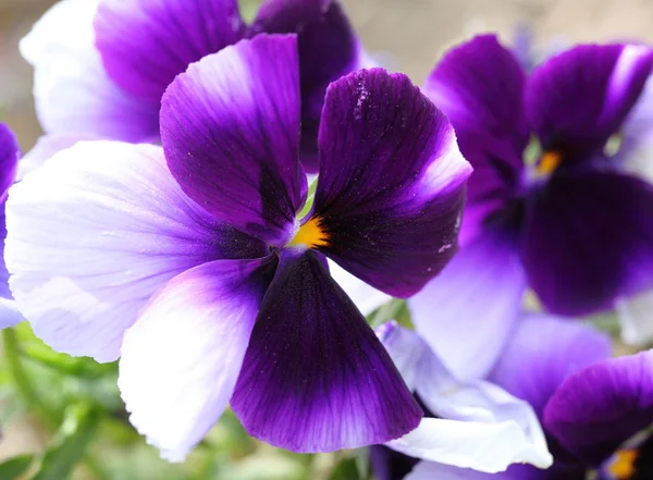 Pansies — Stock Photo, Image