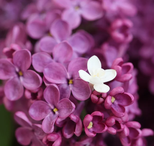 Lilas violet et blanc — Photo