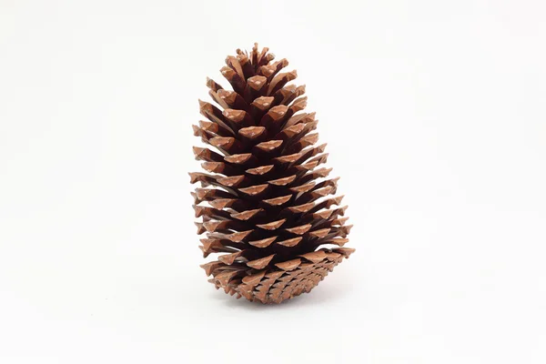 Cones de pinheiro — Fotografia de Stock