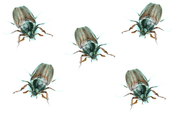 Chafer — Stock Photo, Image