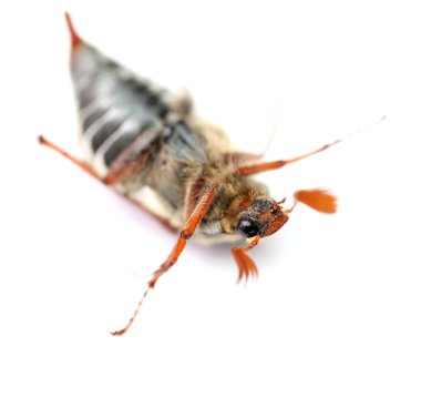 Cockchafer