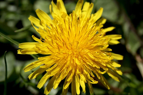 Paardebloem — Stockfoto