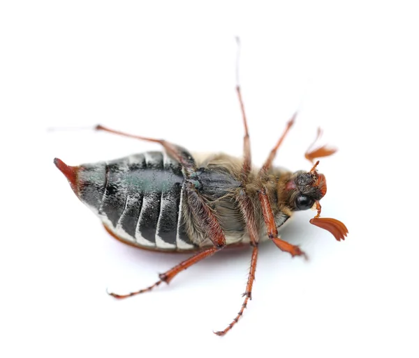 Maybug — Stock Photo, Image