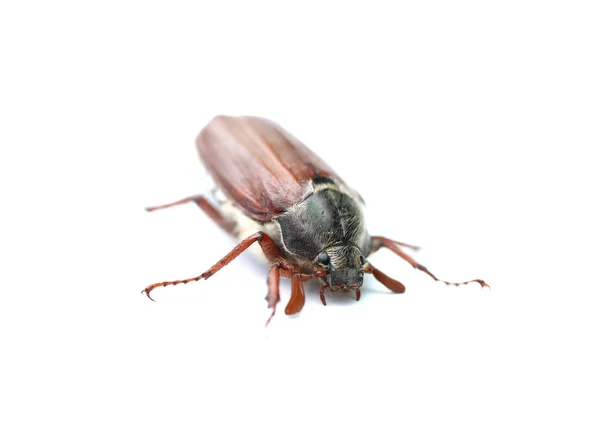 Chafer — Stockfoto