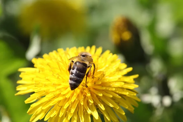 Paardebloem — Stockfoto