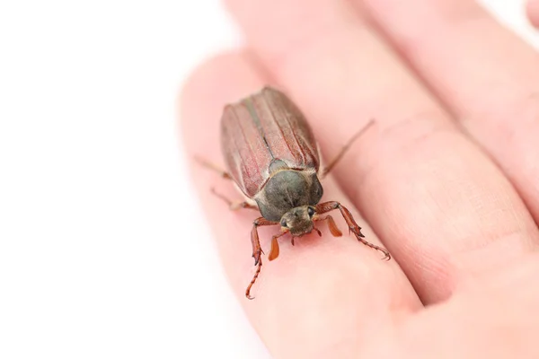 Chafer — Stock Photo, Image