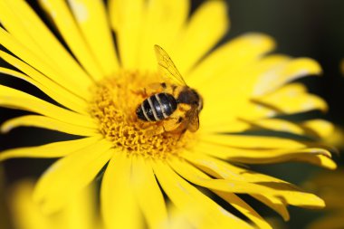Sarı papatya ve bir arı üzerine