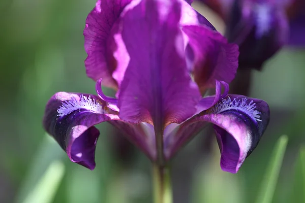 One purple iris — Stock Photo, Image