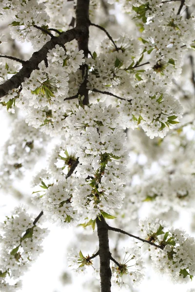 Pétalas em uma cereja de flor — Fotografia de Stock