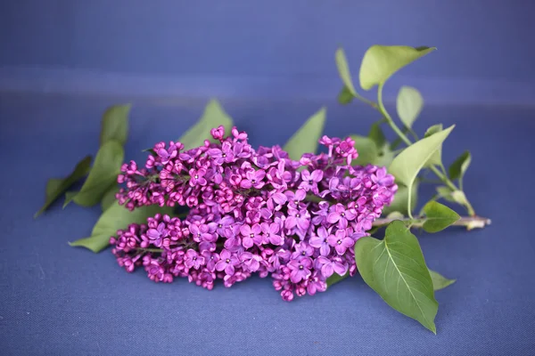 Lilas fleurs violettes — Photo
