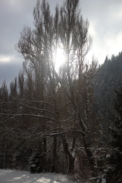 Ukrainian Carpathian Mountains Snow Cold — Stock Photo, Image