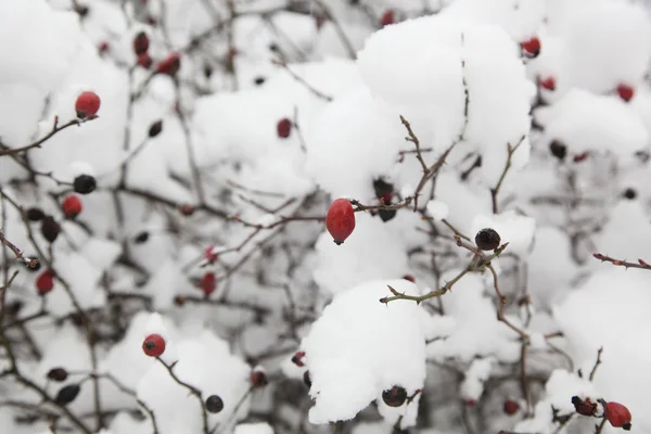 Photo Rosehips Snow — Stock Photo, Image