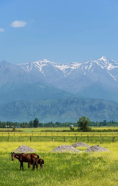 Letní krajina s horami v Ázerbájdžánu — Stock fotografie