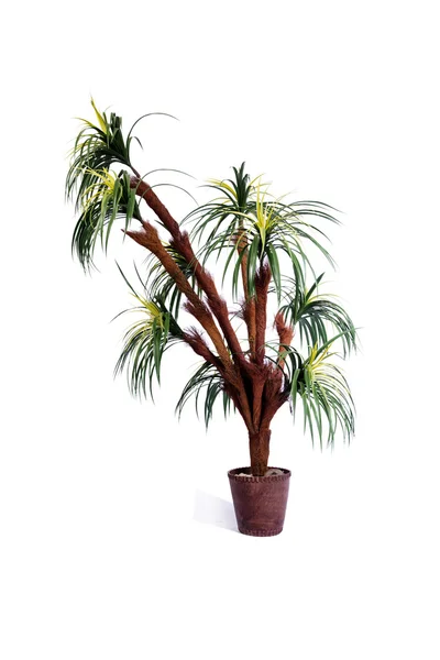 Artificial palm tree isolated on white background — Stock Photo, Image