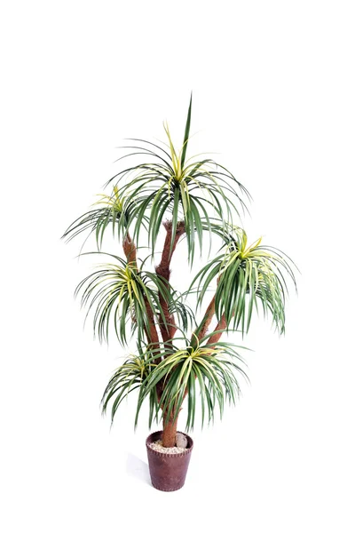 Artificial palm tree isolated on white background — Stock Photo, Image