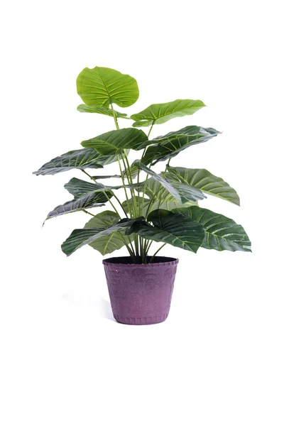 Office plant isolated on the white background — Stock Photo, Image