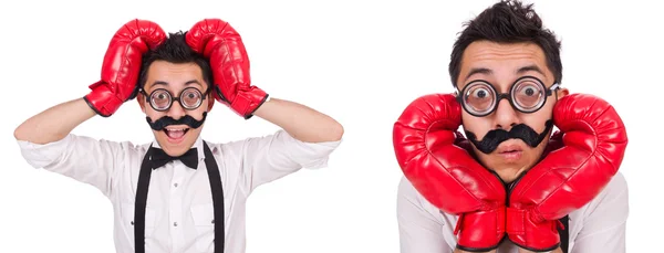 Boxer drôle isolé sur le fond blanc — Photo