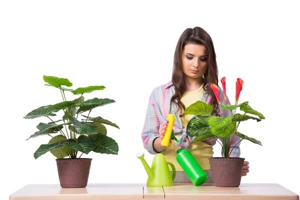 Frau kümmert sich um Pflanzen auf weißem Grund — Stockfoto