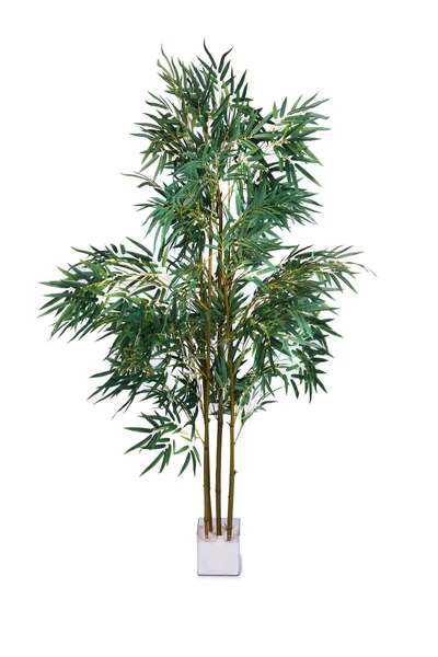 Areca palma isolata sullo sfondo bianco — Foto Stock