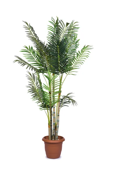 Areca palm isolerat på den vita bakgrunden — Stockfoto