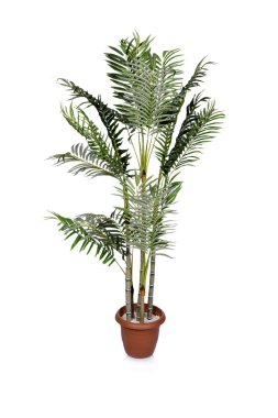 Beyaz arka plan üzerinde izole areca palm