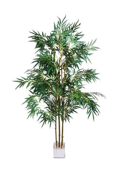 Areca palma isolata sullo sfondo bianco — Foto Stock