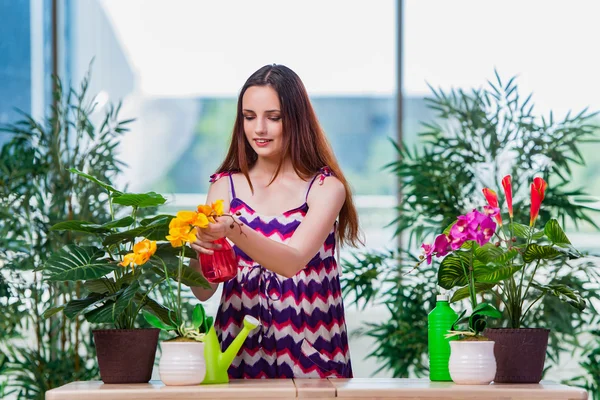 Mujer joven cuidando de las plantas del hogar — Foto de Stock