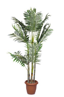 Beyaz arka plan üzerinde izole areca palm