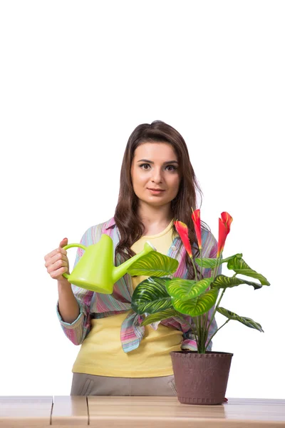 Mulher cuidando de plantas isoladas em branco — Fotografia de Stock