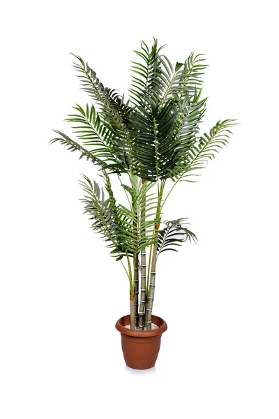 Palmier Areca isolé sur le fond blanc — Photo