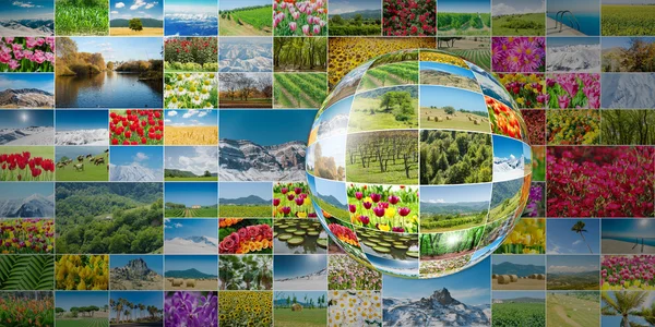 Raccolta di foto naturalistiche in concetto collage — Foto Stock