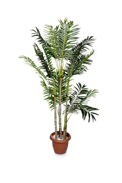 Areca palm isolated on the white background — Stock Photo, Image