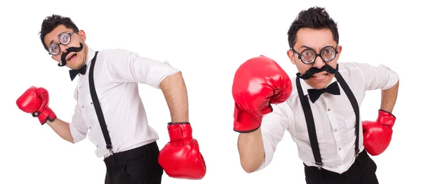 Boxer drôle isolé sur le fond blanc — Photo