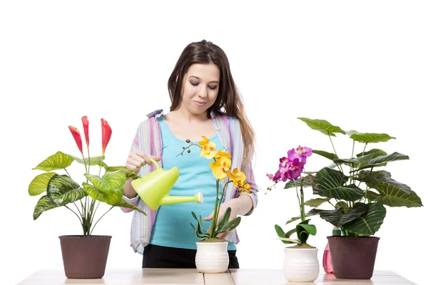 女性は、白で隔離植物の世話 — ストック写真